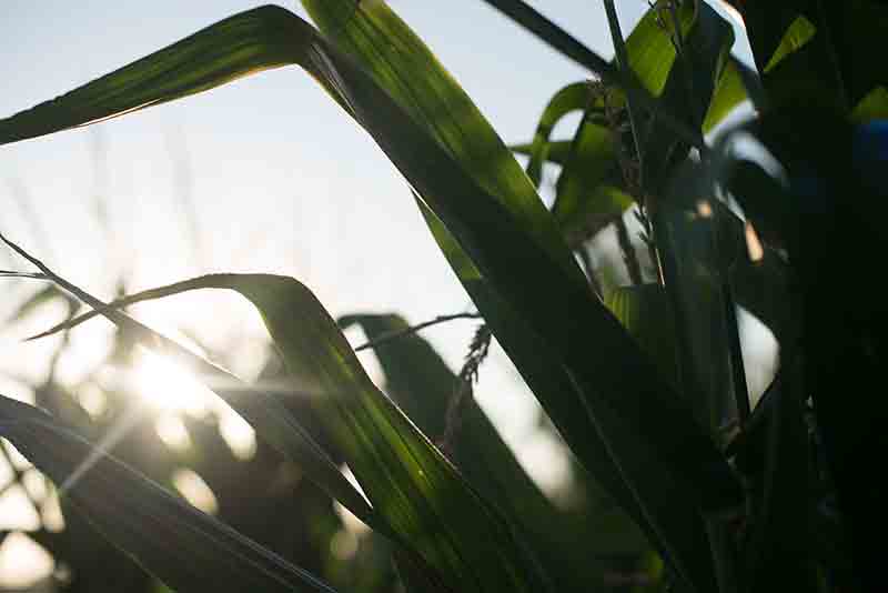 Corn Stalk Leaves At Sunset